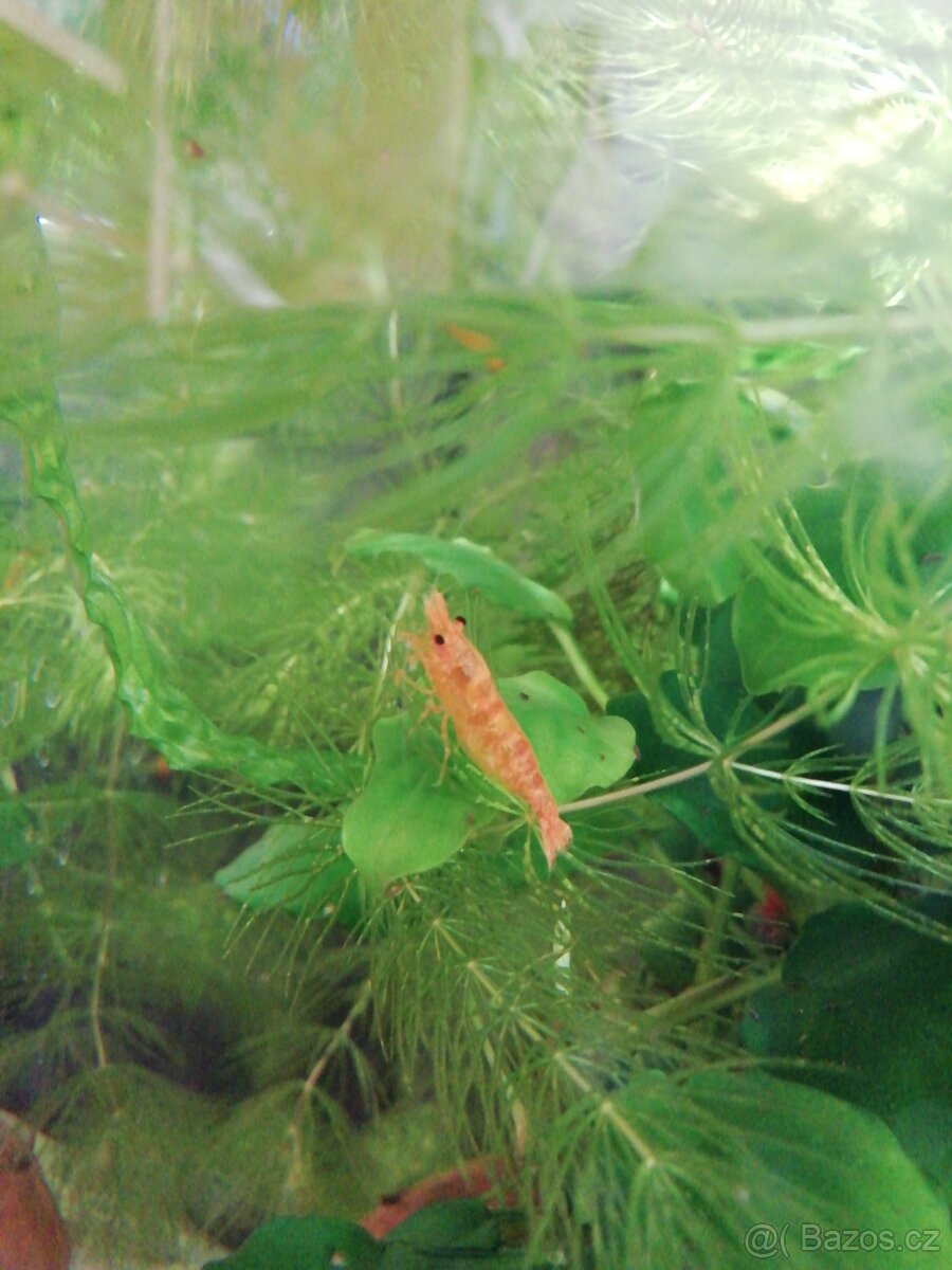 Krevety - Neocardina davidi yellow