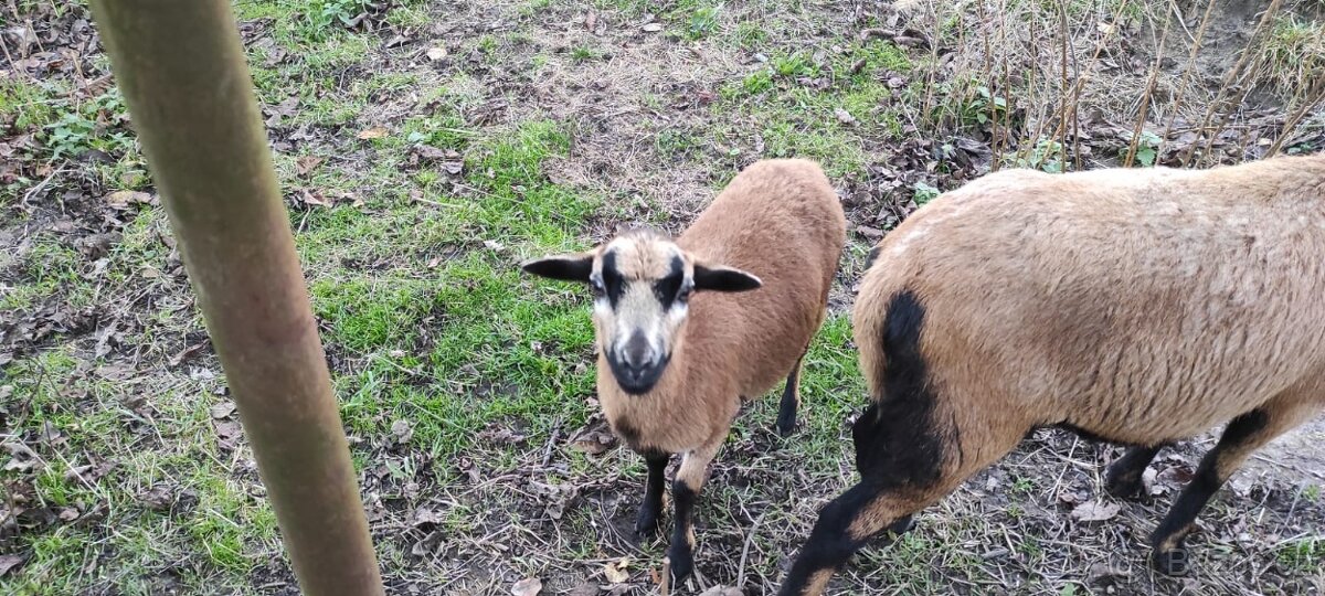 Jehnička -ovce kamerunská