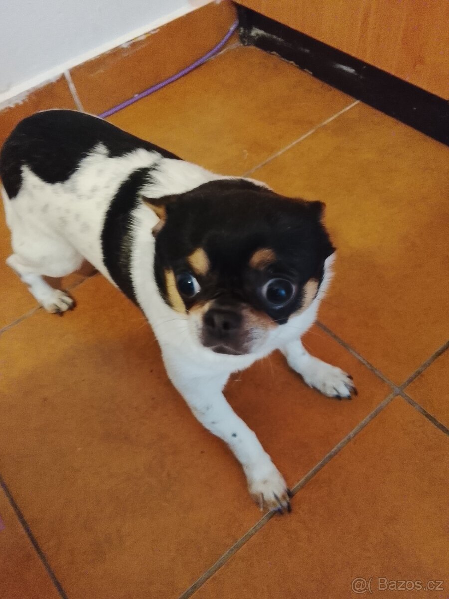 Prodám čivavu kluka