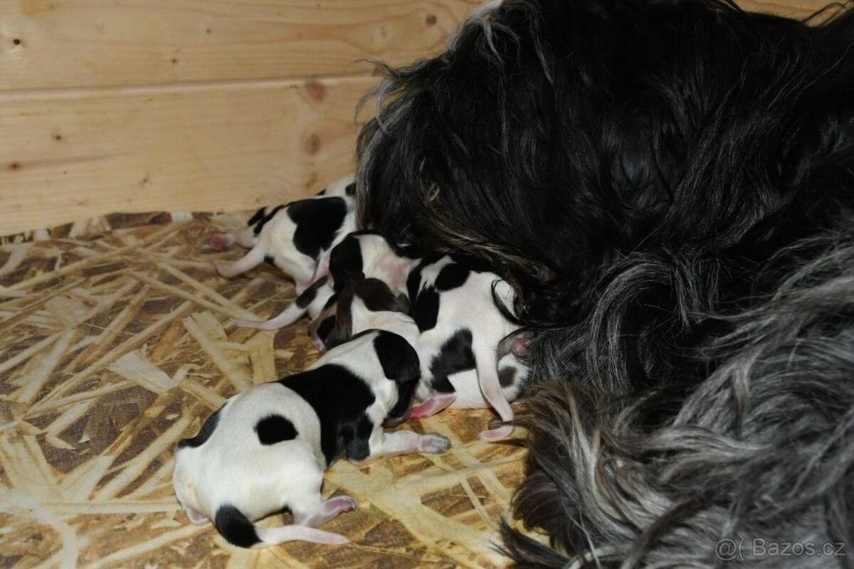 Štěňata Holandský ovčácký pudl s PP