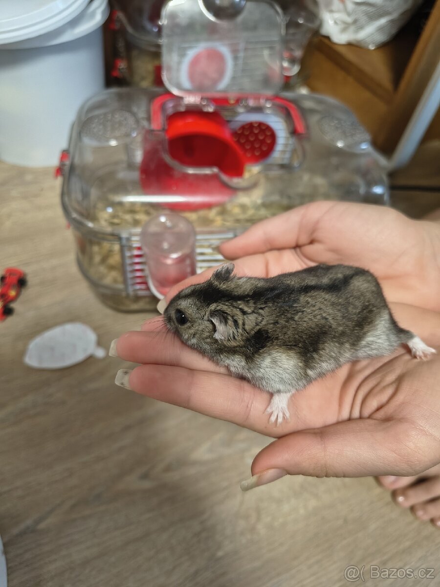 Křeček džungarský