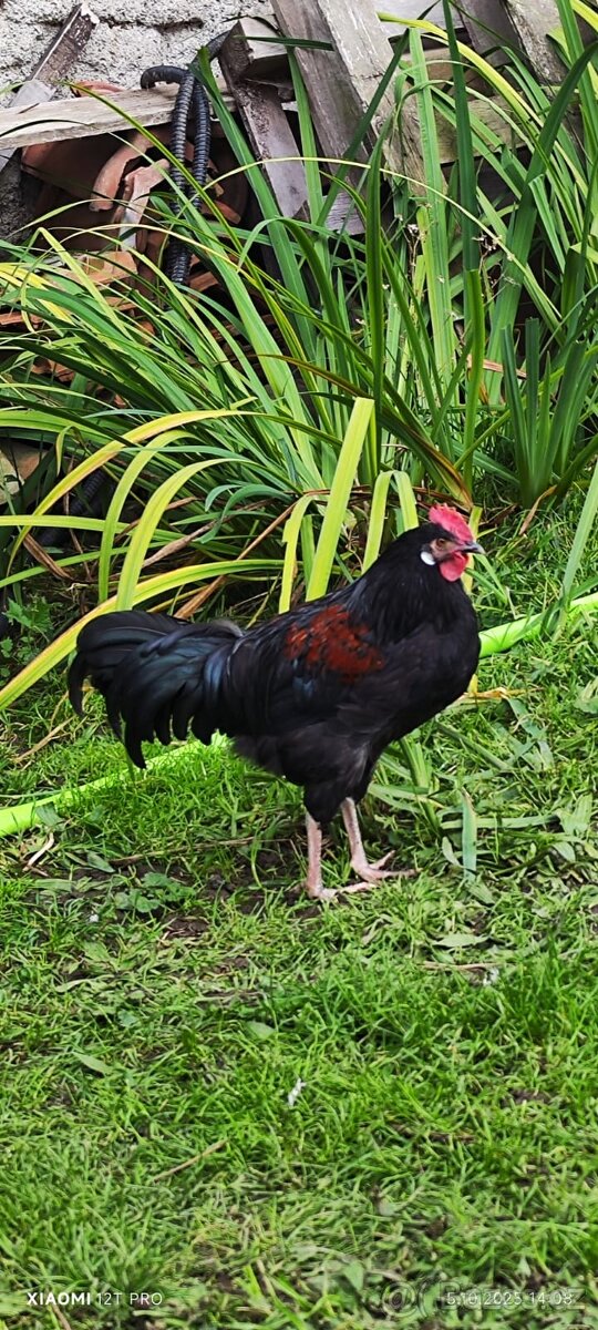 Mladý kohout letošní