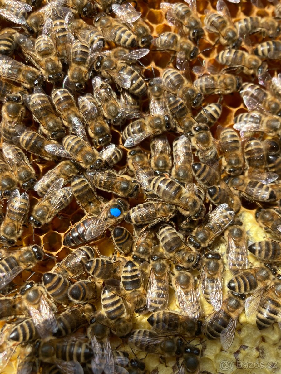 Vyzimovaná včelstva i s úly