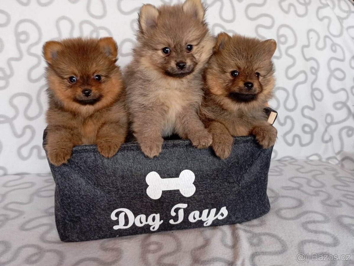 Německý špic malý s PP