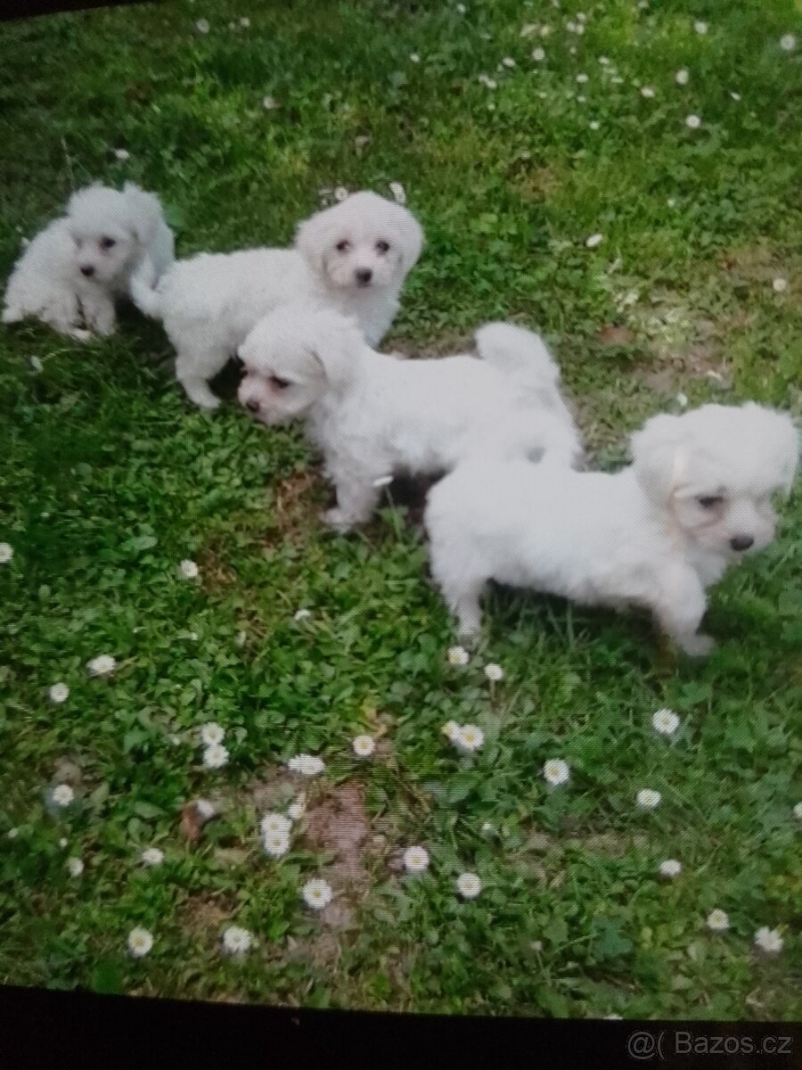 Maltezacek