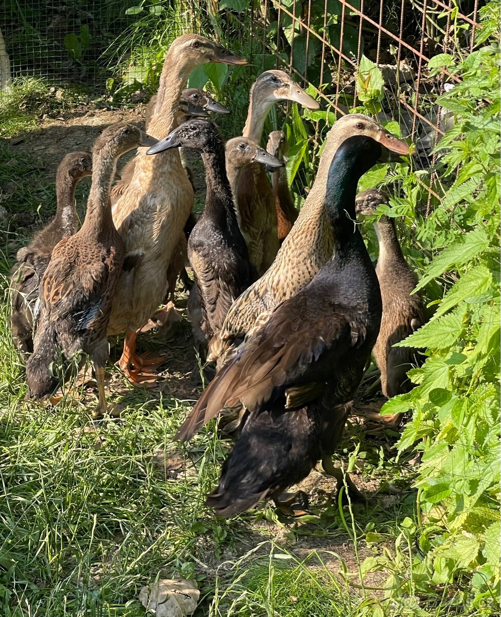 Indický běžec
