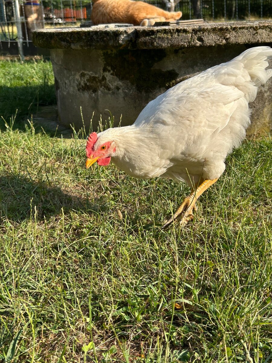 Kohoutci na chov