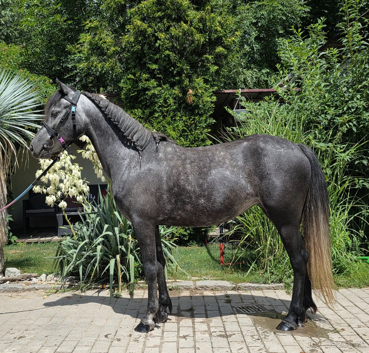 Sportovní pony princezna