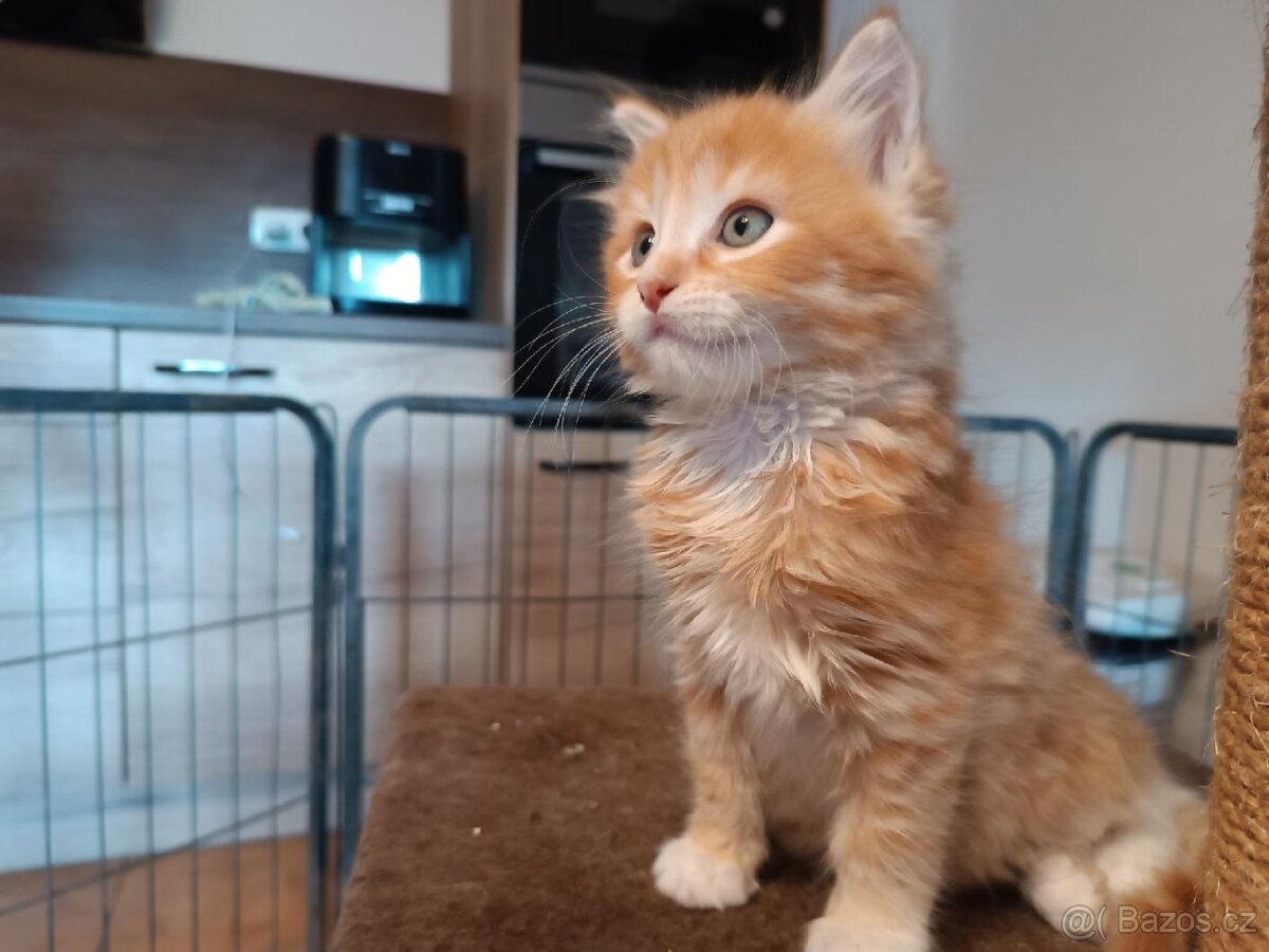 Mainská mývalí x ragdoll