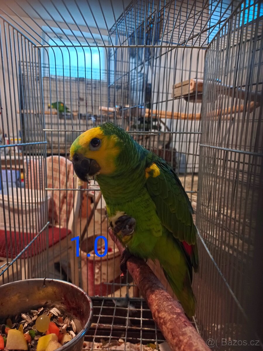 Amazoňan modročelý ♂️♀️