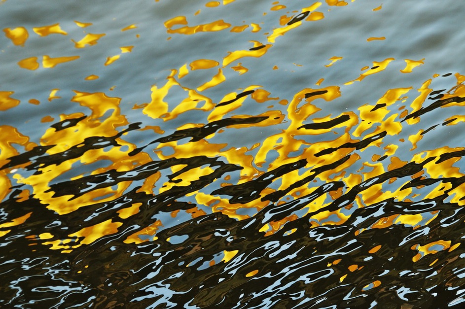 Fotoobraz - Havrani nad  obilným polem.