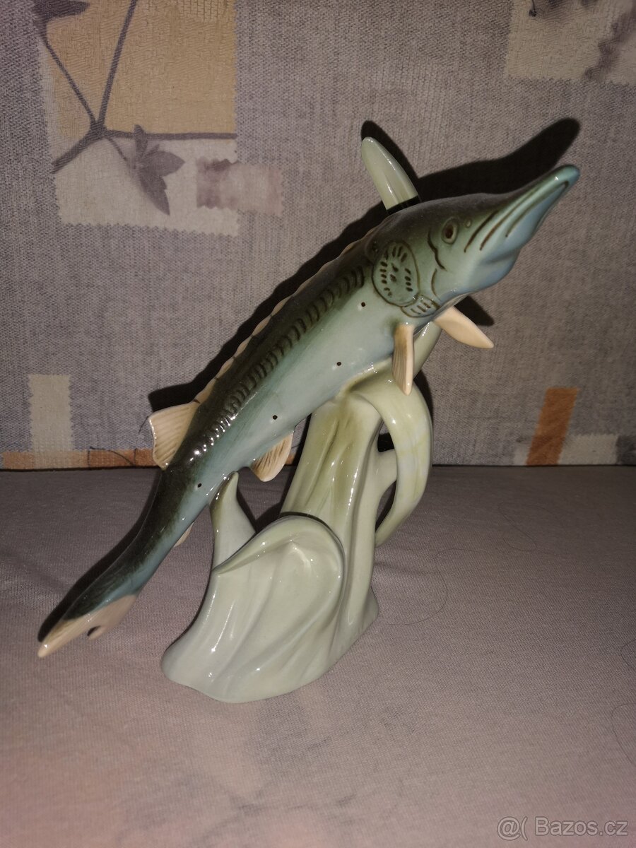 Royal dux ryba-jeseter