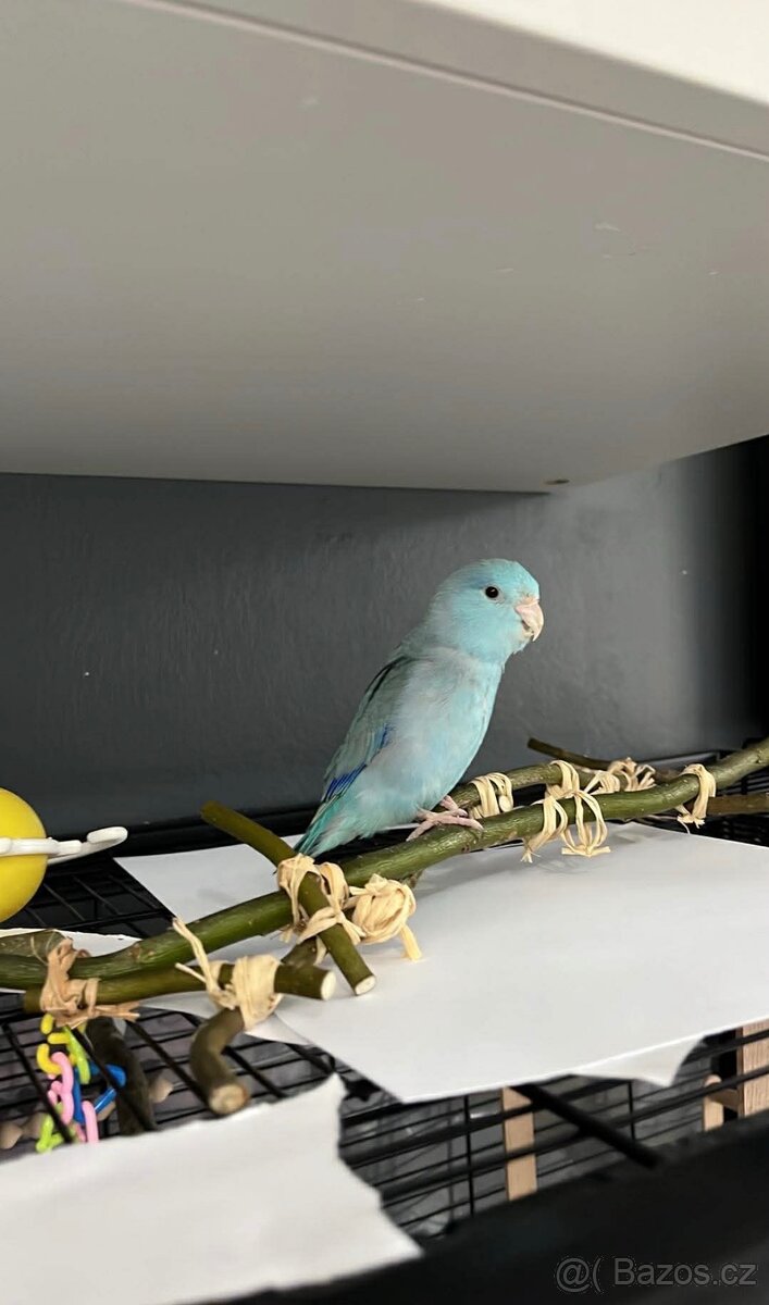 Papousicek sedikridly