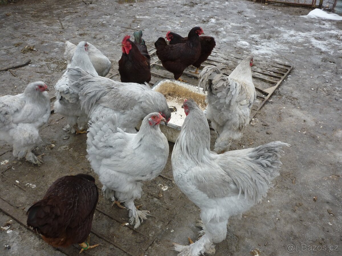 Brahmanka velká Lavender