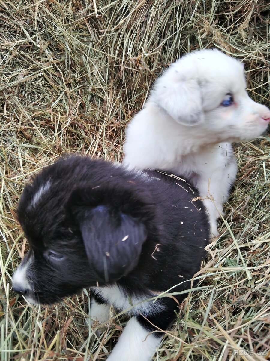 Štěňata border kolie