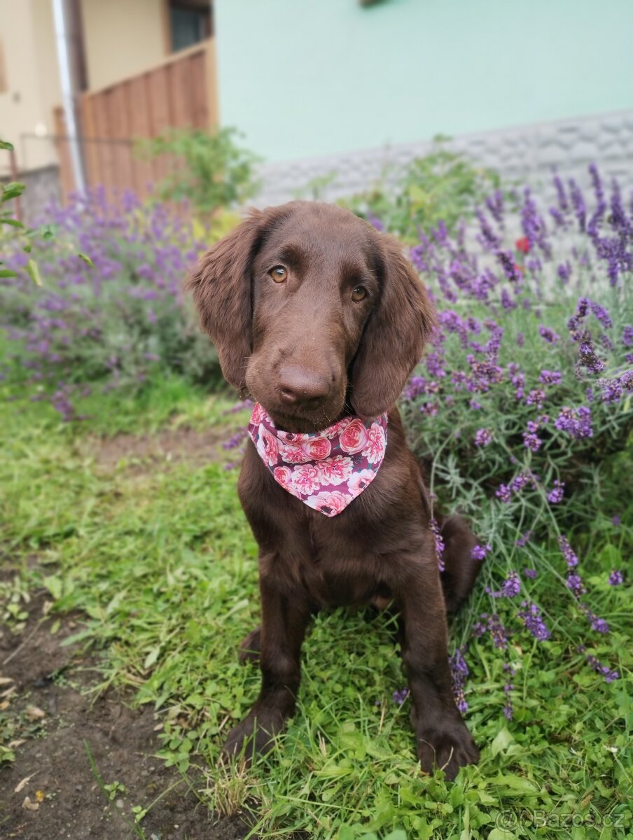 Flat coated retriever - šteniatko s PP