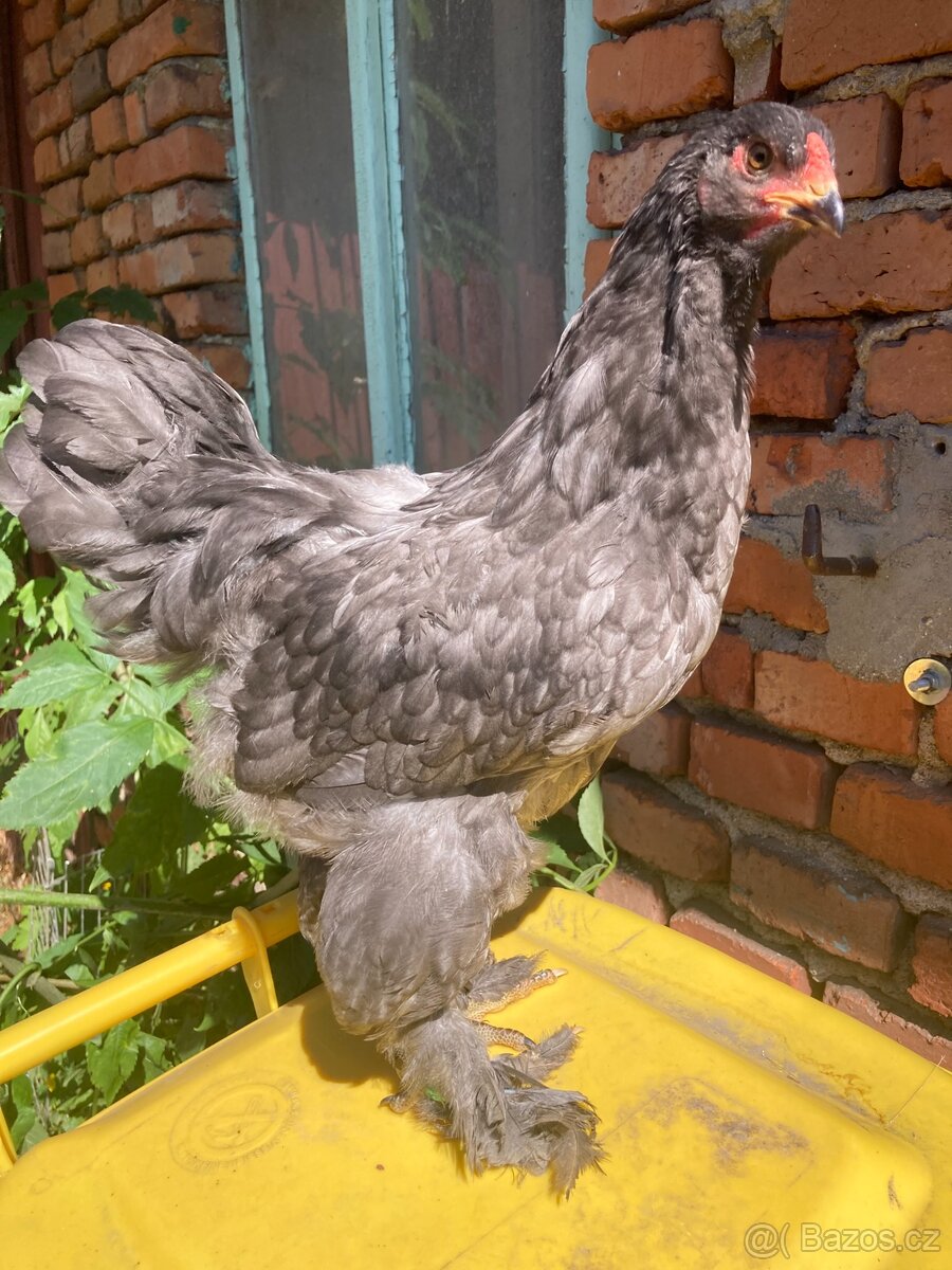 Kohouti brahmánka