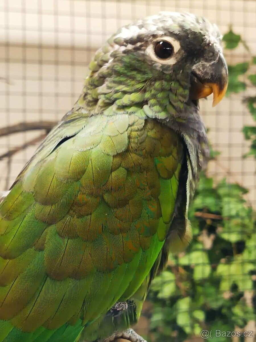 Amazónek šupinkový, odchov 2025,