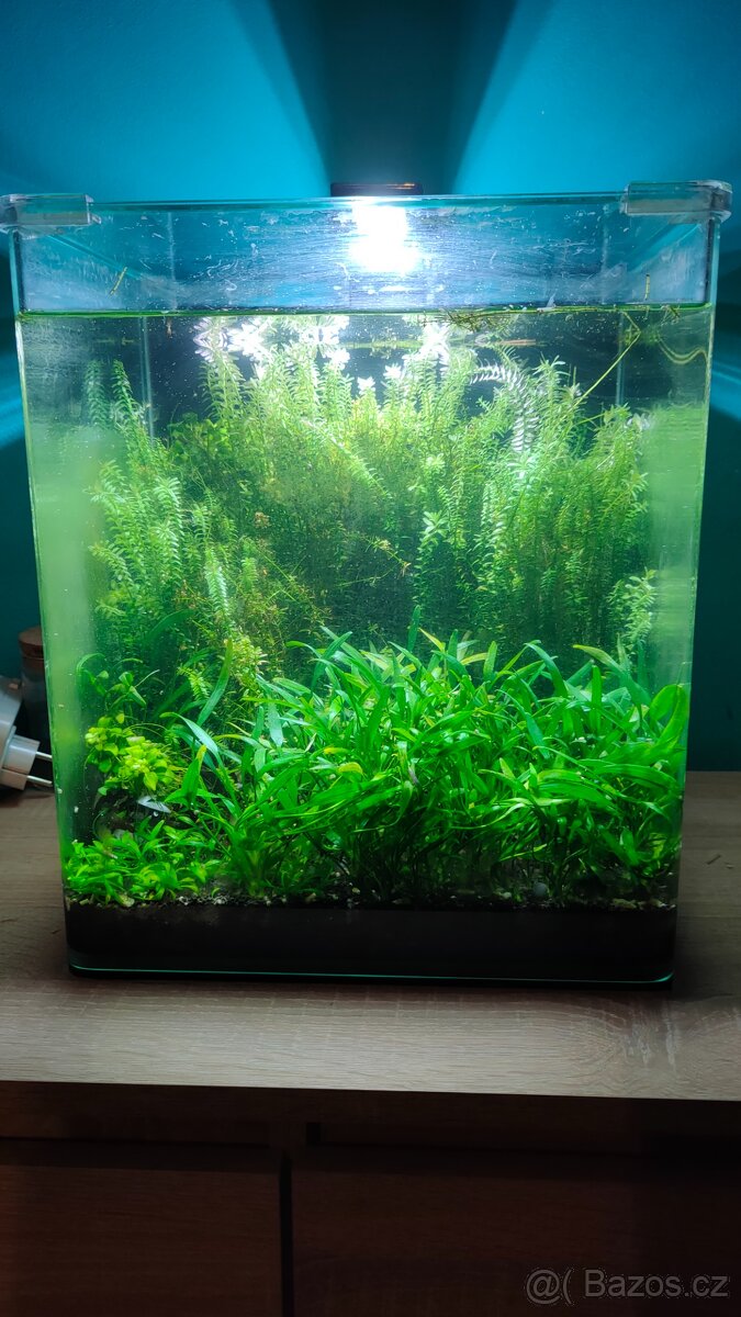 Low tech 30 l akvárium i pro začátečníky