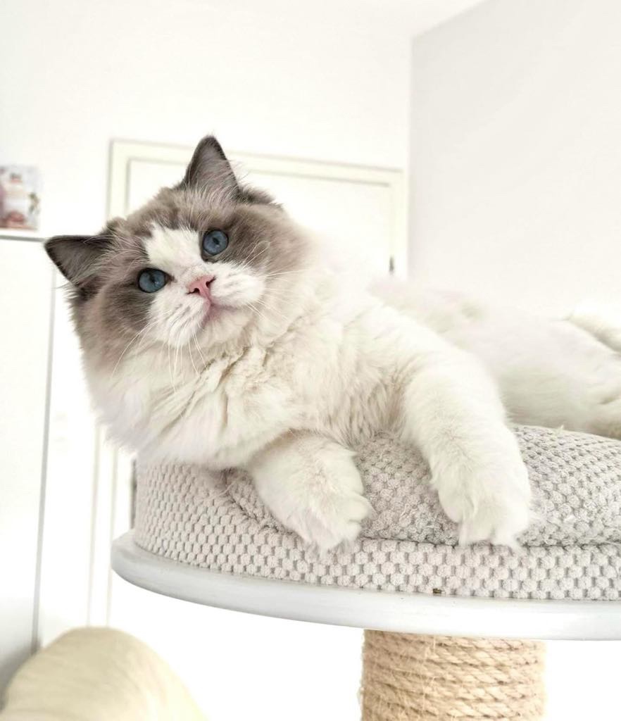 Ragdoll kastrovaná s průkazem původu po testovaných rodičích