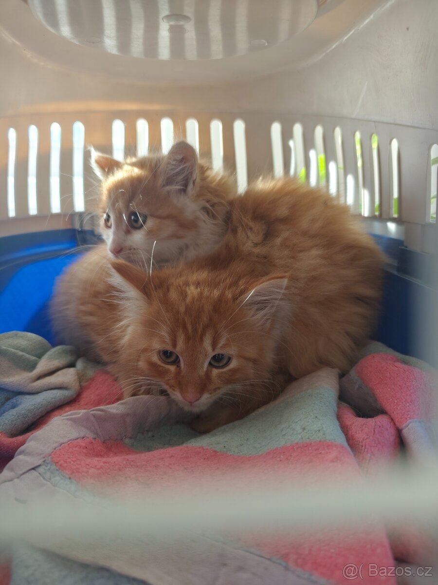 Nabízím zdarma koťata - odběr ihned