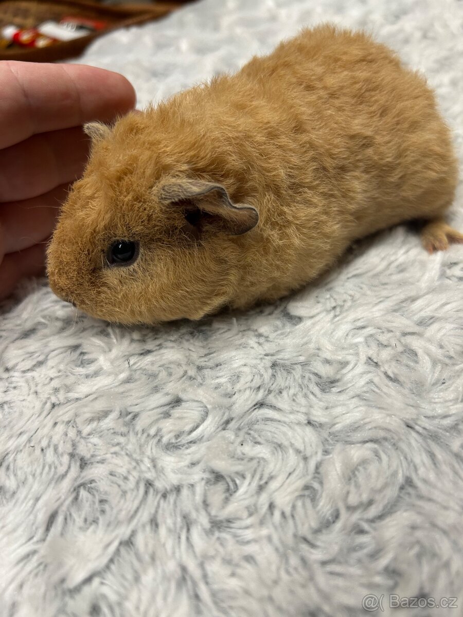 Morče s kalifornskou kresbou US teddy