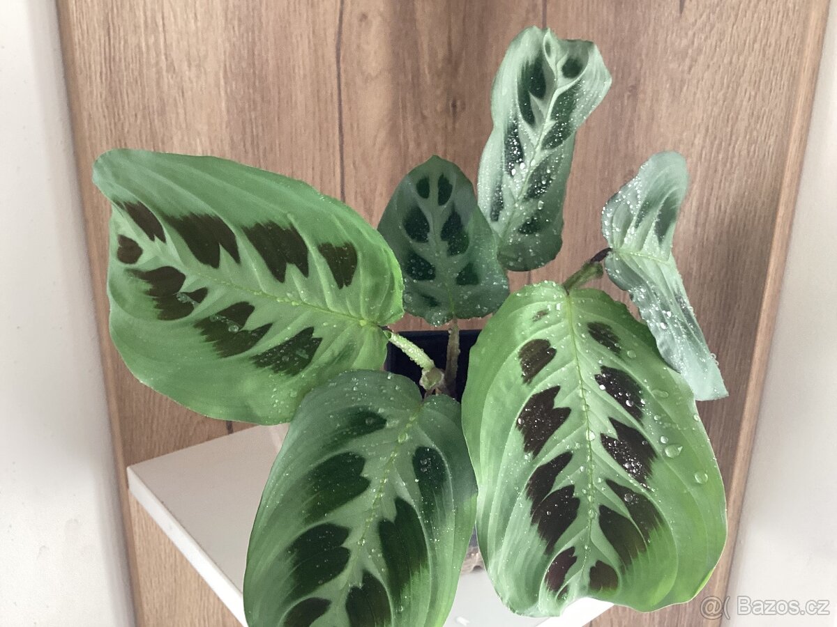 Maranta