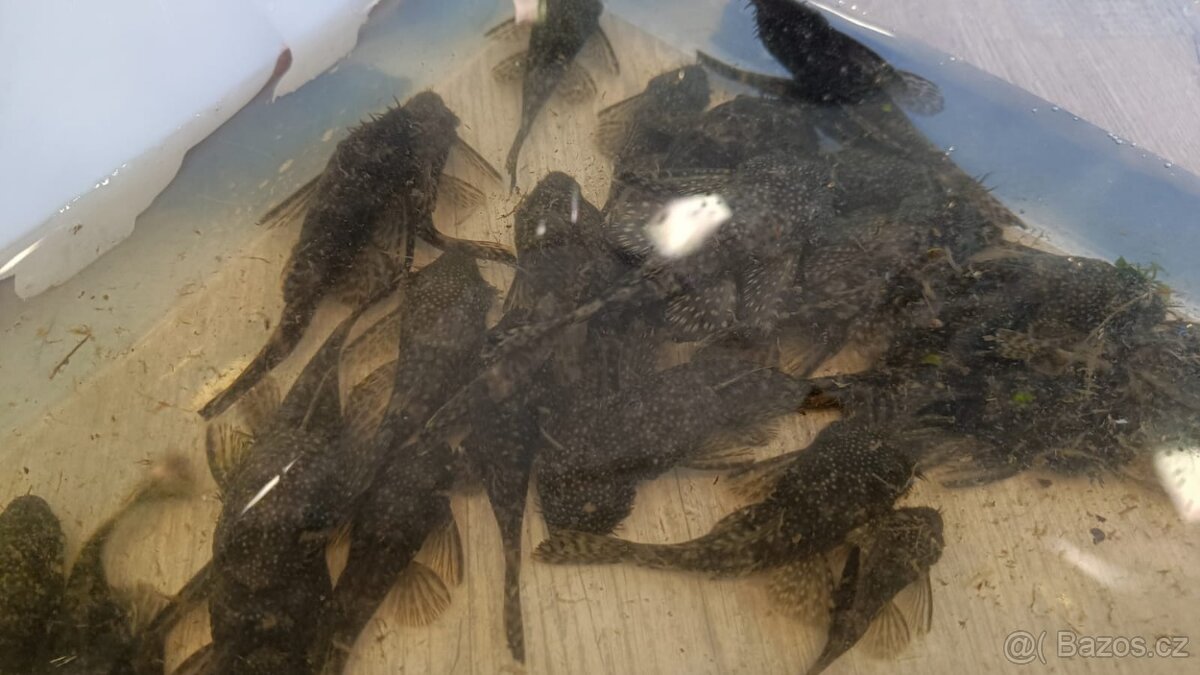 Ancistrus sp. - prodám