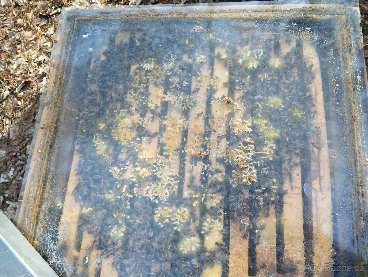 Vyzimované včelí oddělky a včelstva 39x24