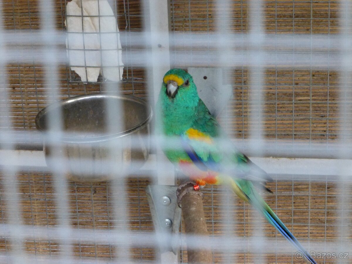 papoušek mnohobarvý