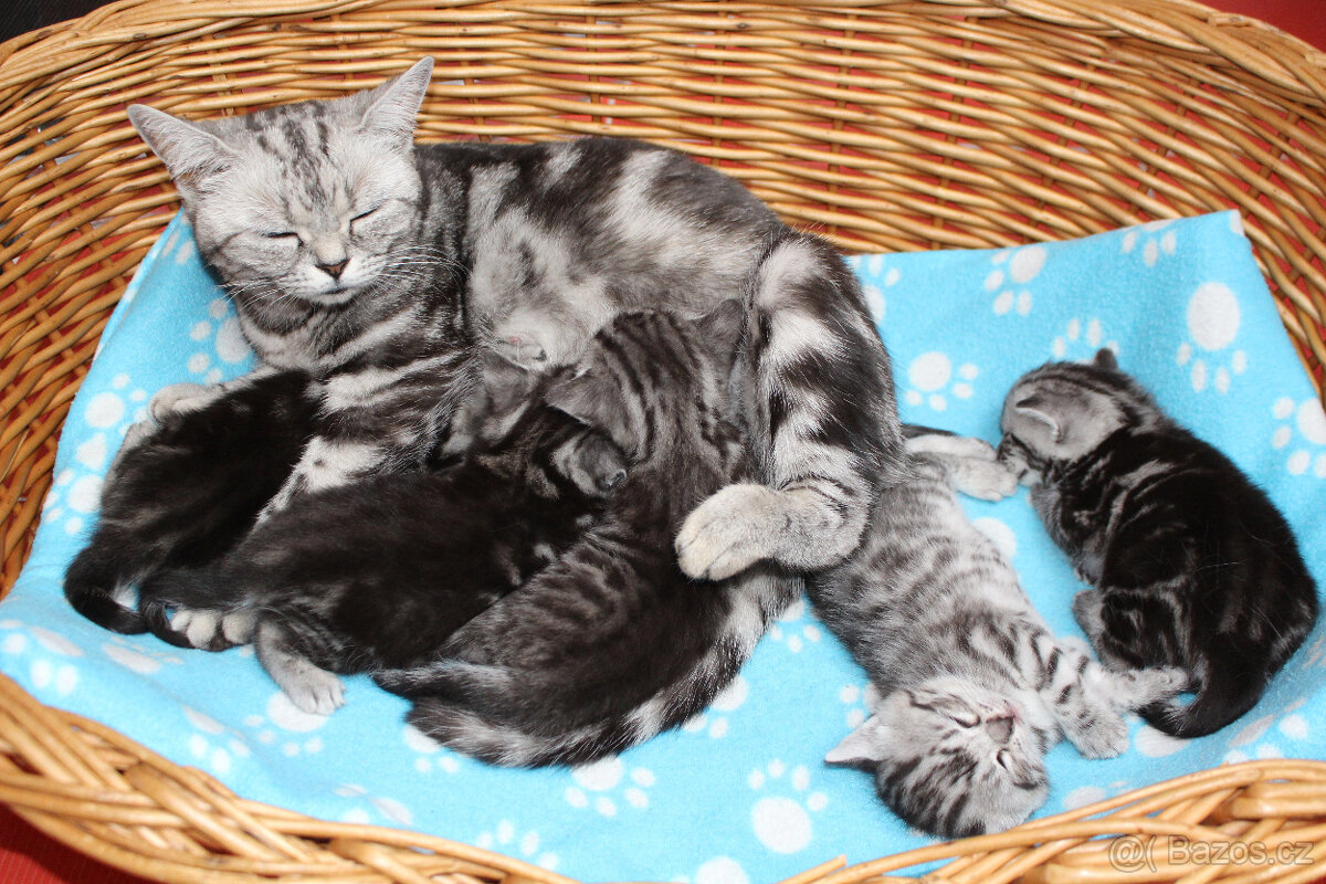 Prodám whiskas britská koťátka bez PP