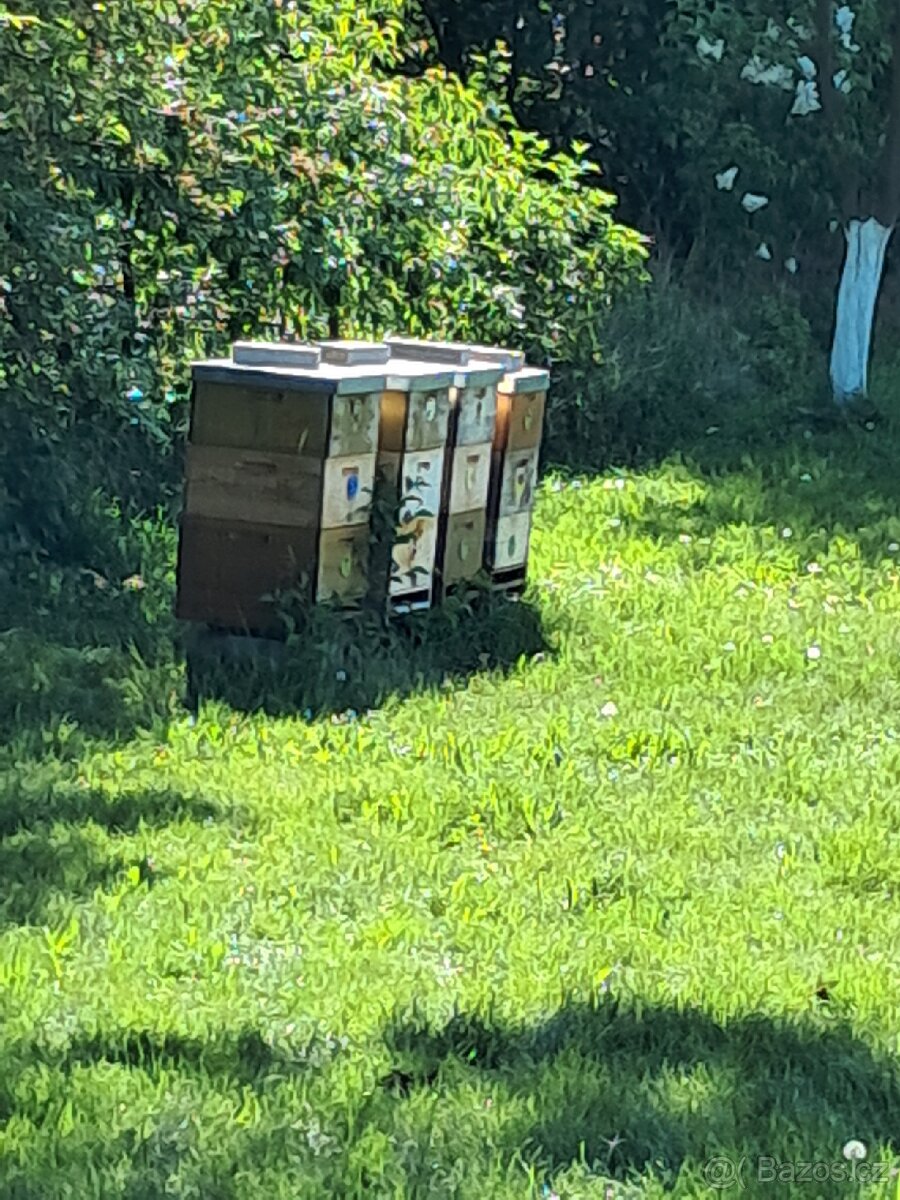 Vceli i z úlama.  Po domluvě dovezu.