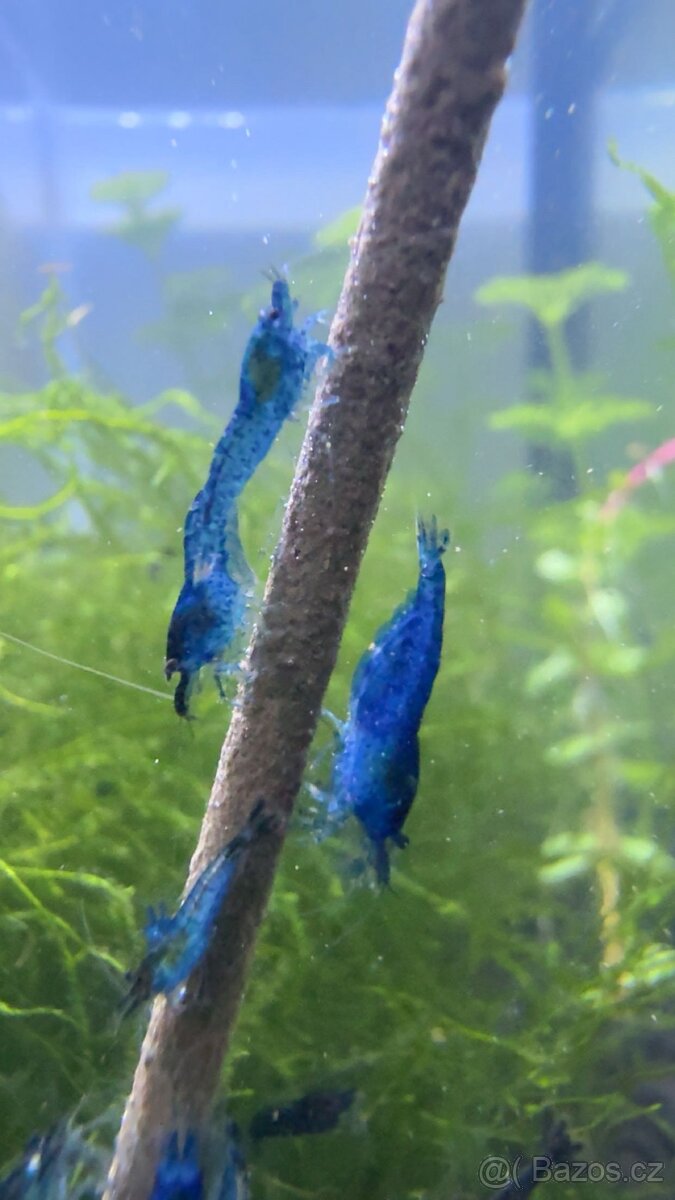 Neocaridina Blue Diamond