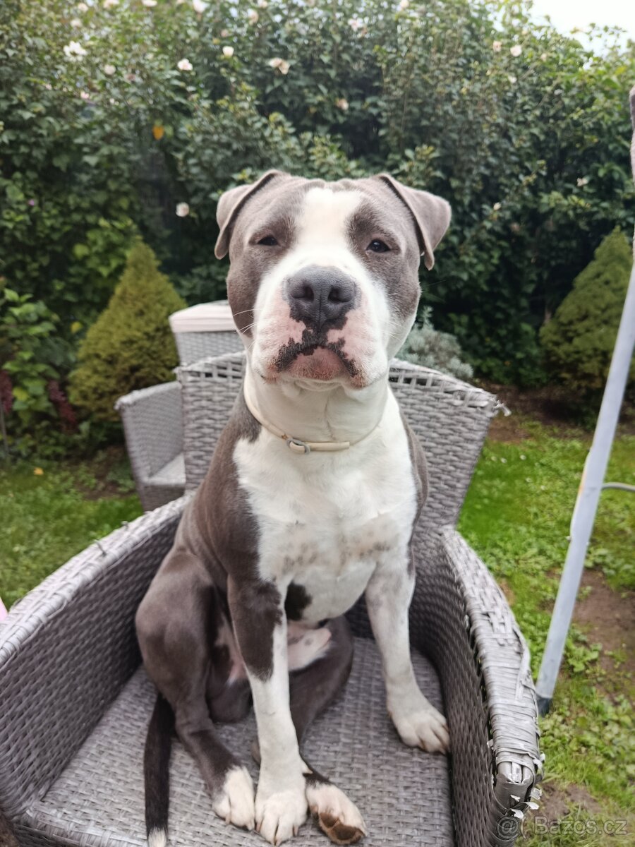 Americký stafordšírský terier