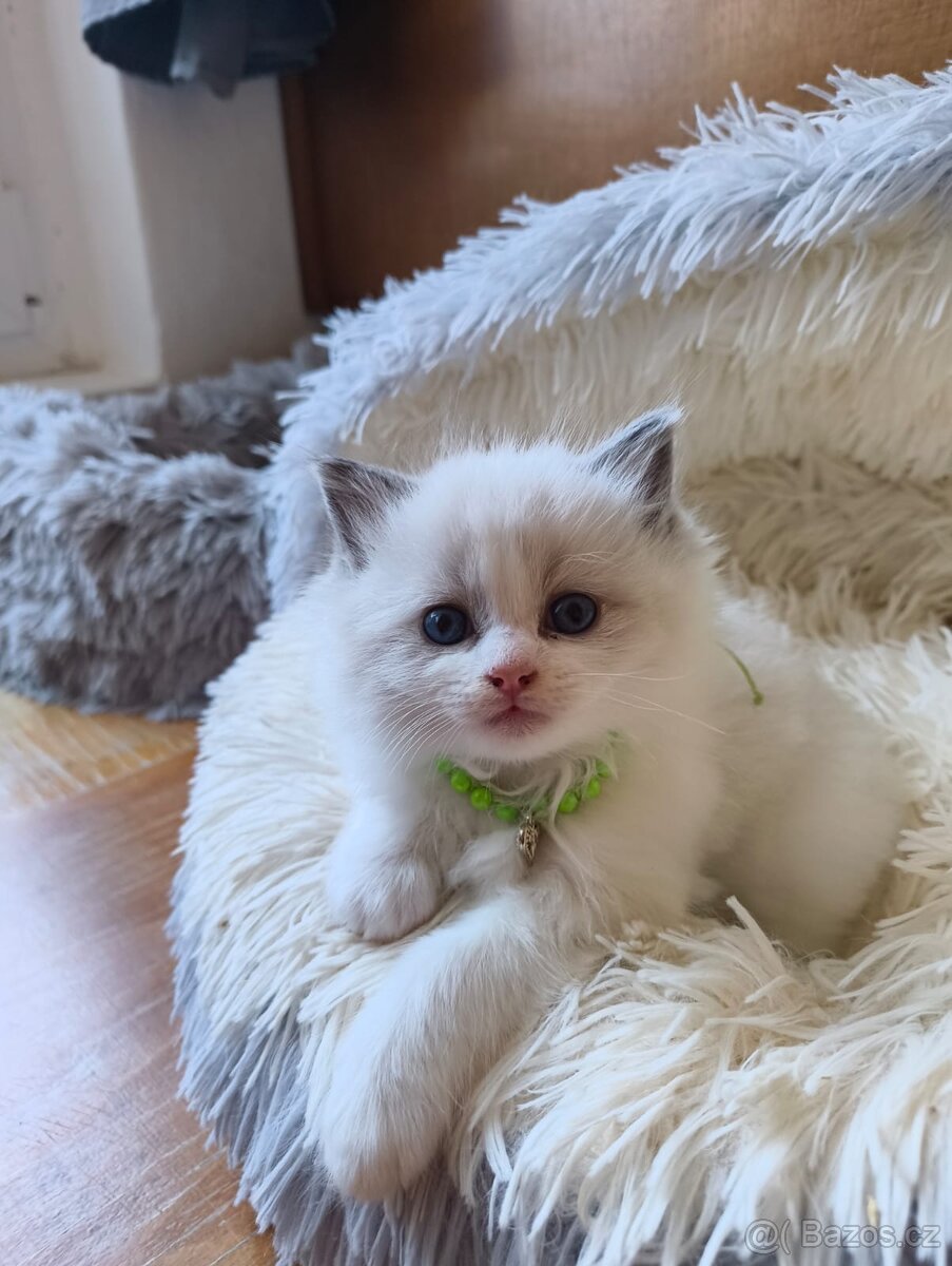 Ragdoll bez PP