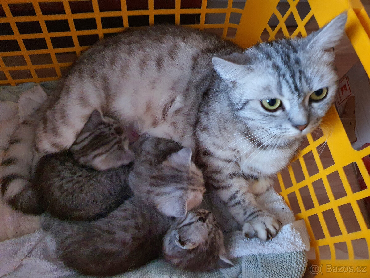 Prodám kotata Whiskas