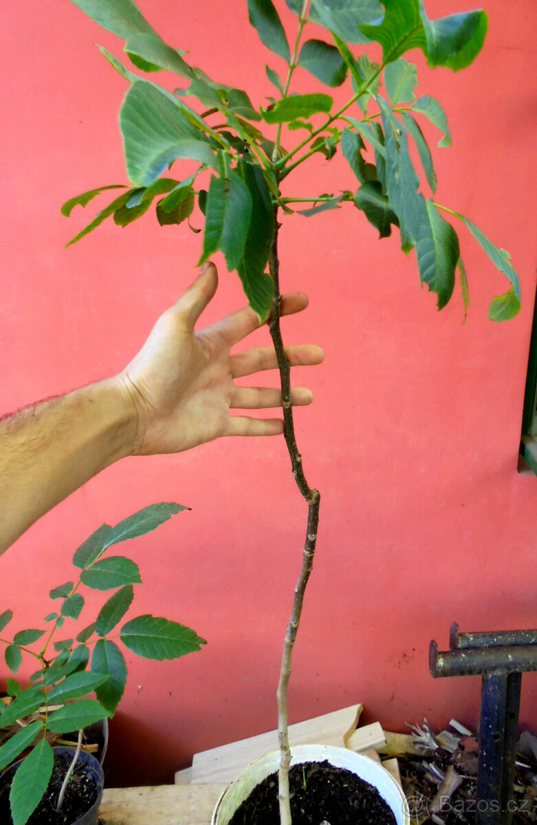 Ořešák královský - sazenice, výška 30-100 cm