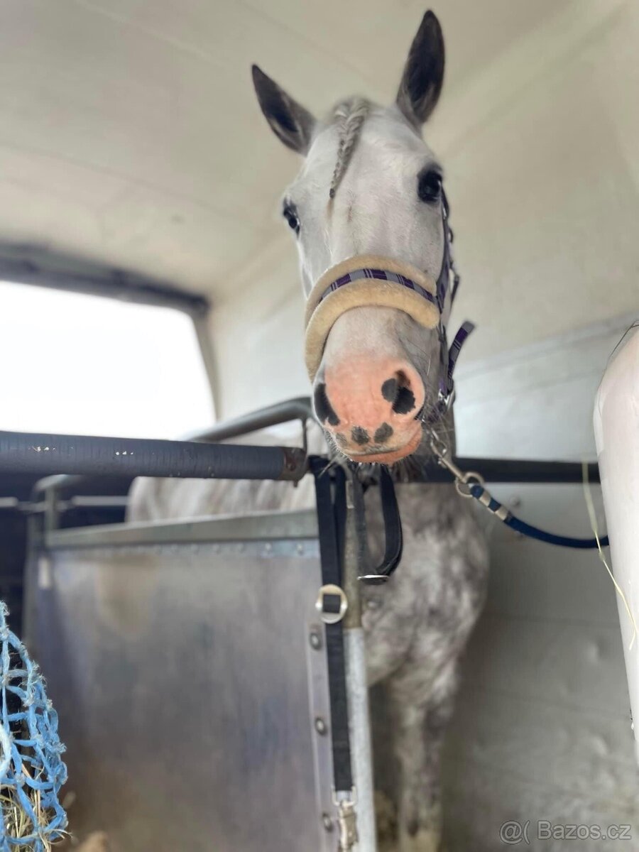 Certifikovaná přeprava zvířat - koně/hospodářská zvířata