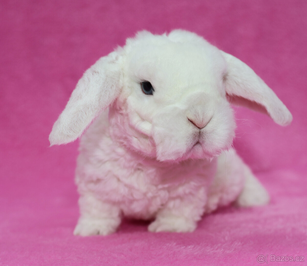 Zakrslý modrooký rex beránek sameček