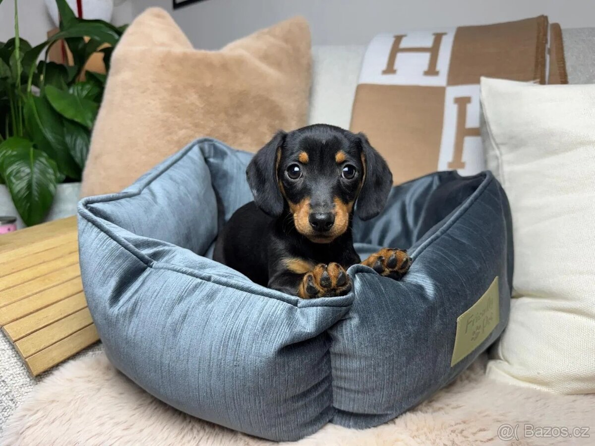 Jezevčík hladkosrstý trpasličí bez PP