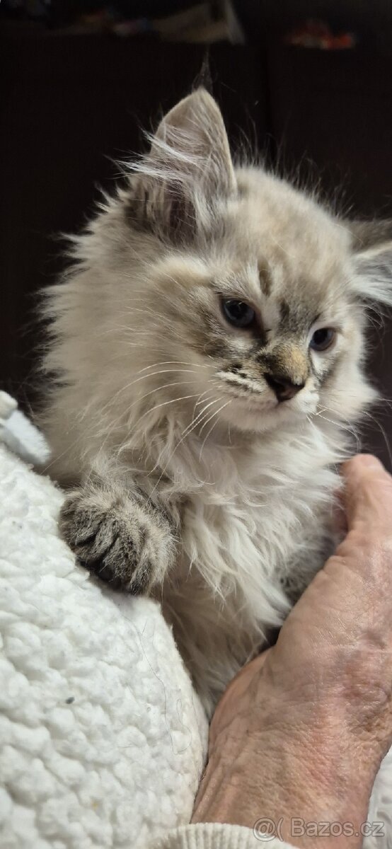 Prodej koťátek