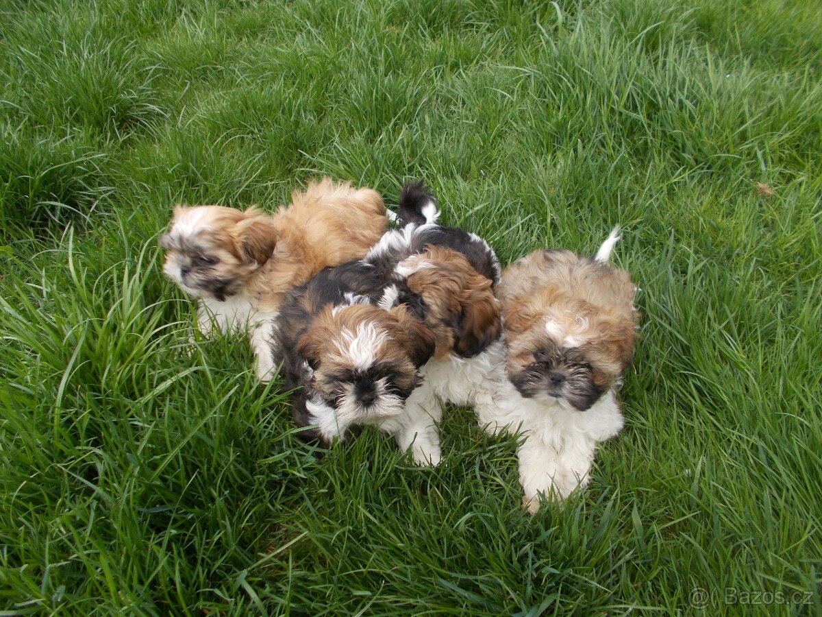 Shih-Tzu