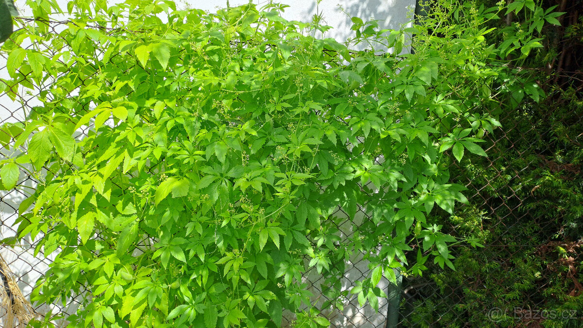 Ačokča(ind.okurka) papriko- okurka ,semínka