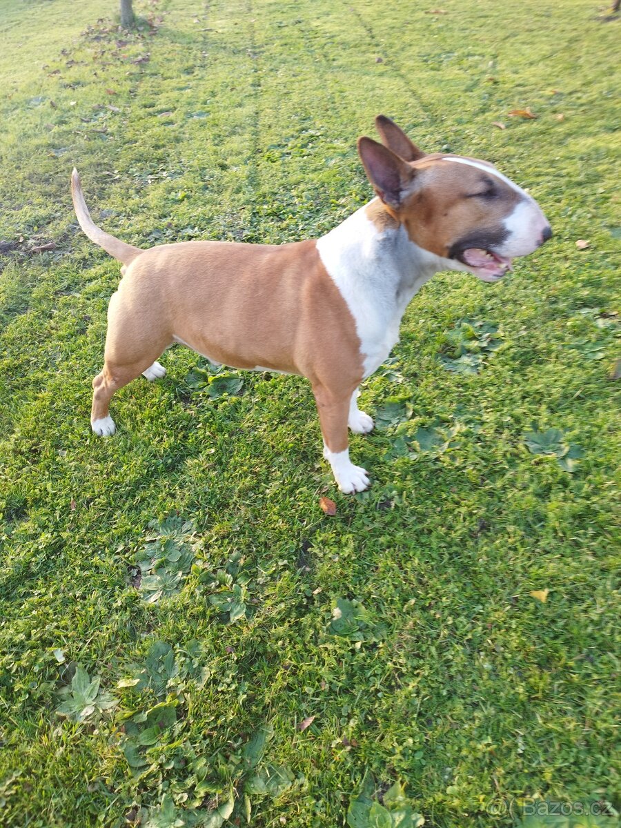 anglicky bulterier