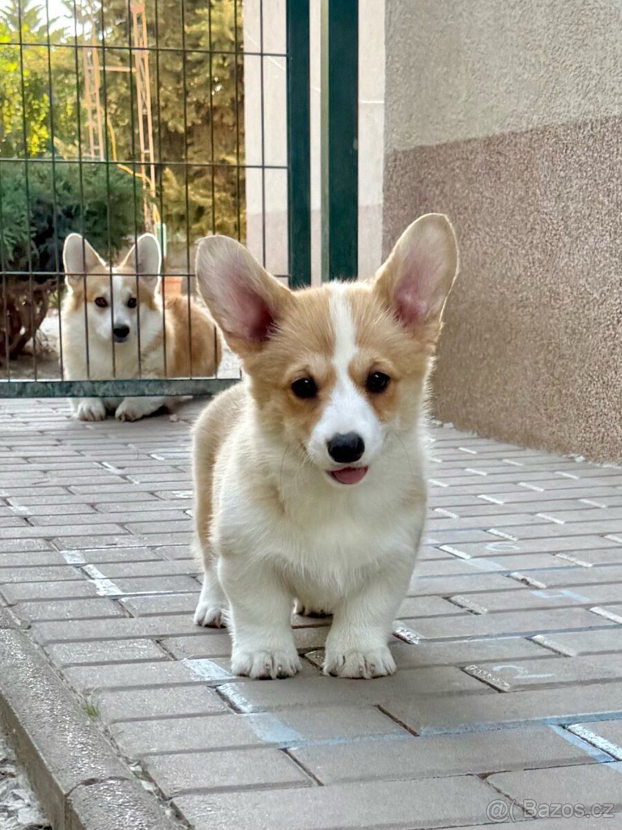 Welsh corgi pembroke.