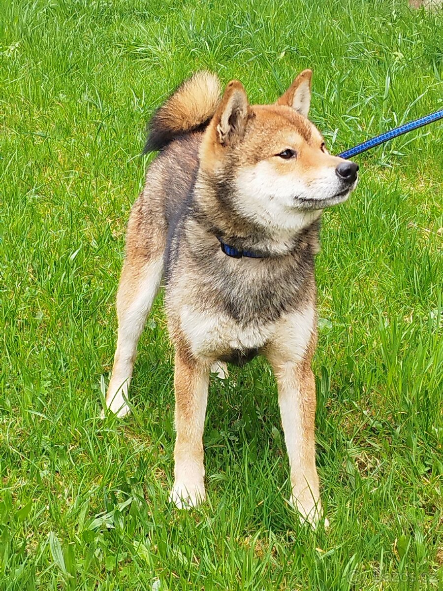 Shiba inu s PP