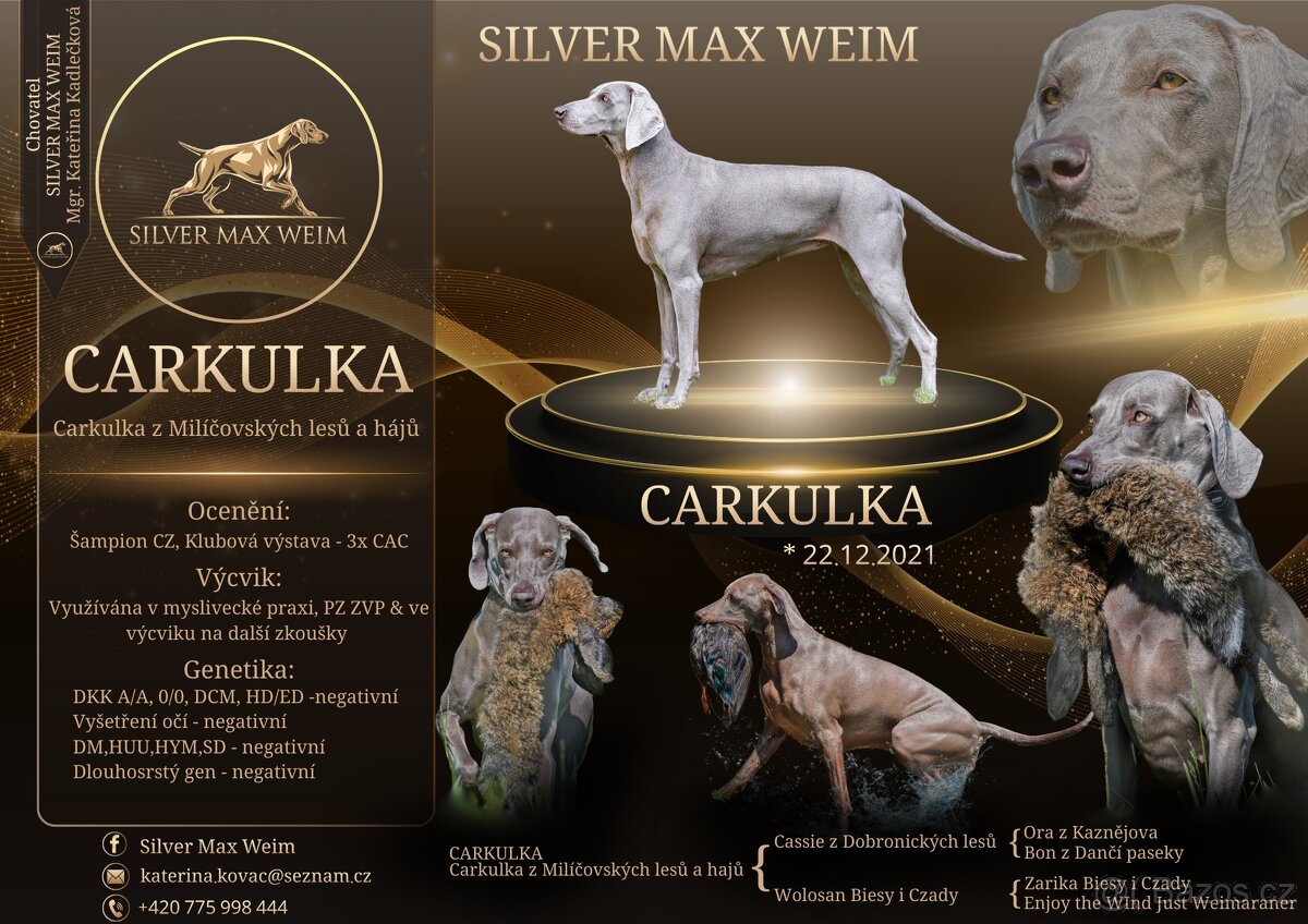 Výmarský ohař, fenka s PP, CHS Silver Max Weim