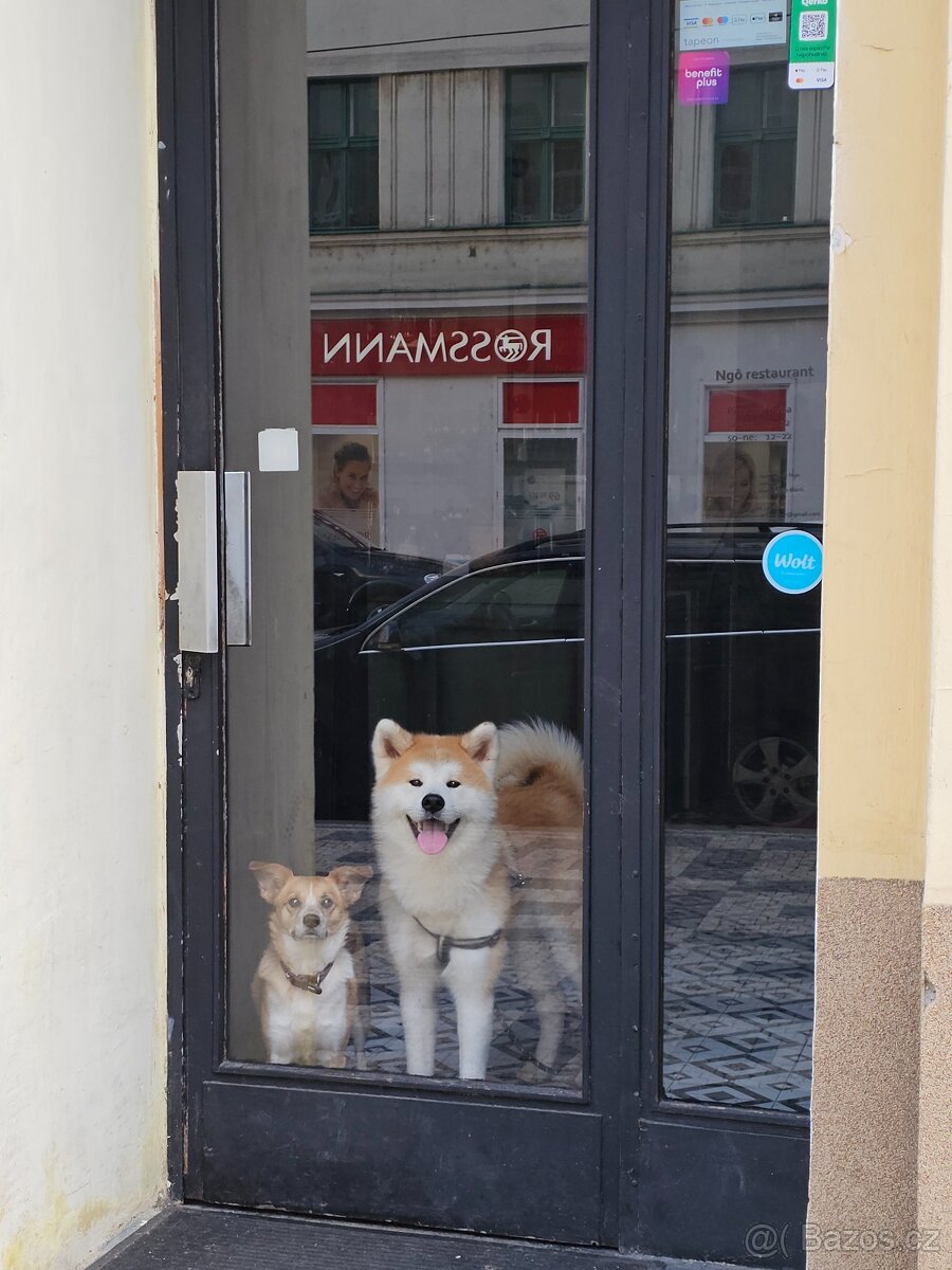 Nový domov pro Moshiho - pes Akita Inu