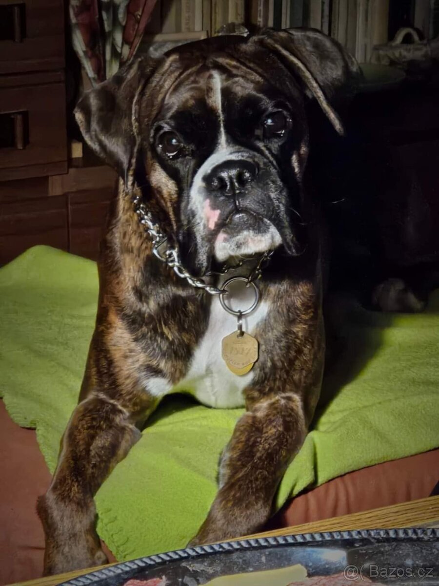 Německý boxer štěně
