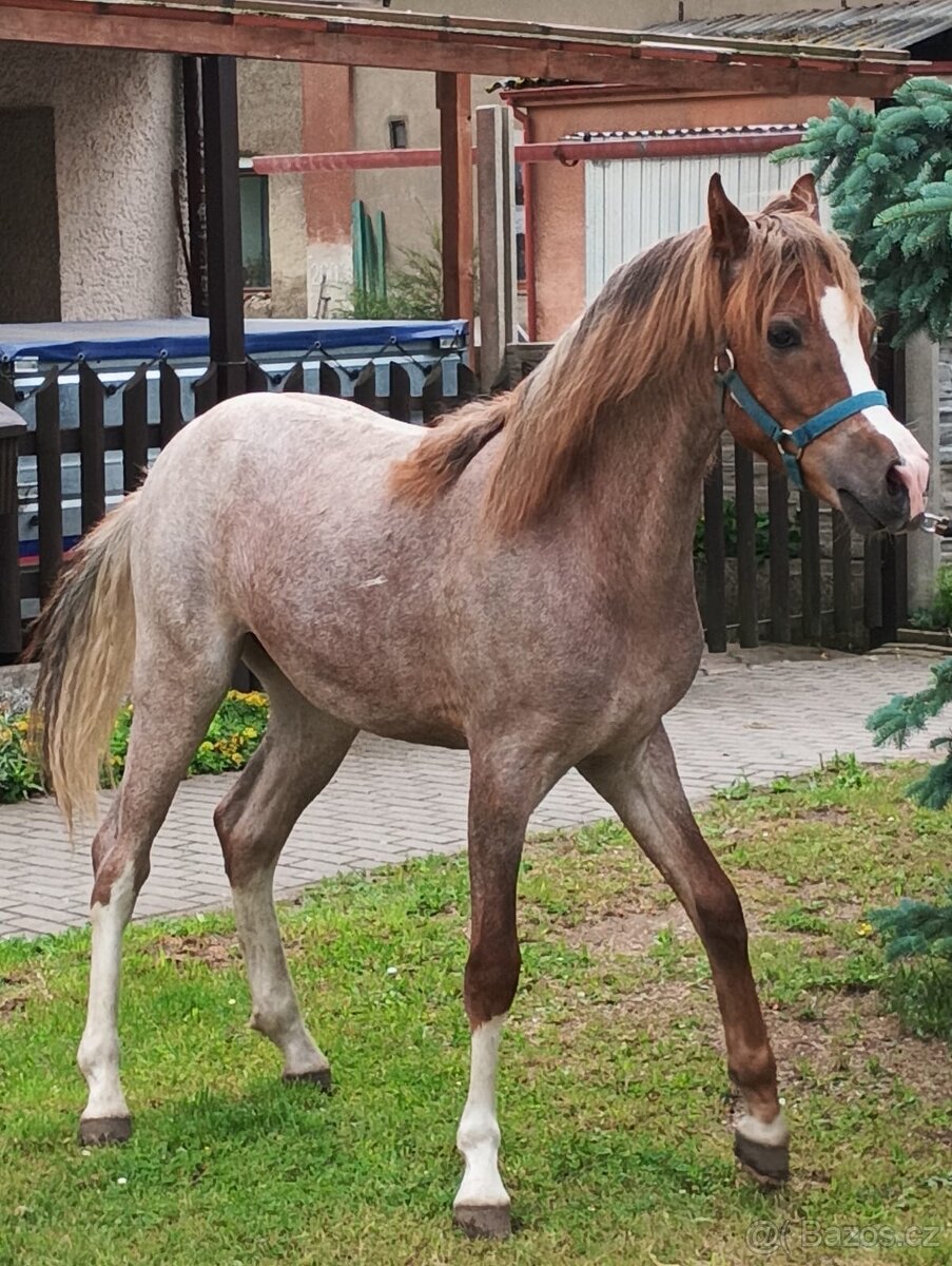 Welsh ponny